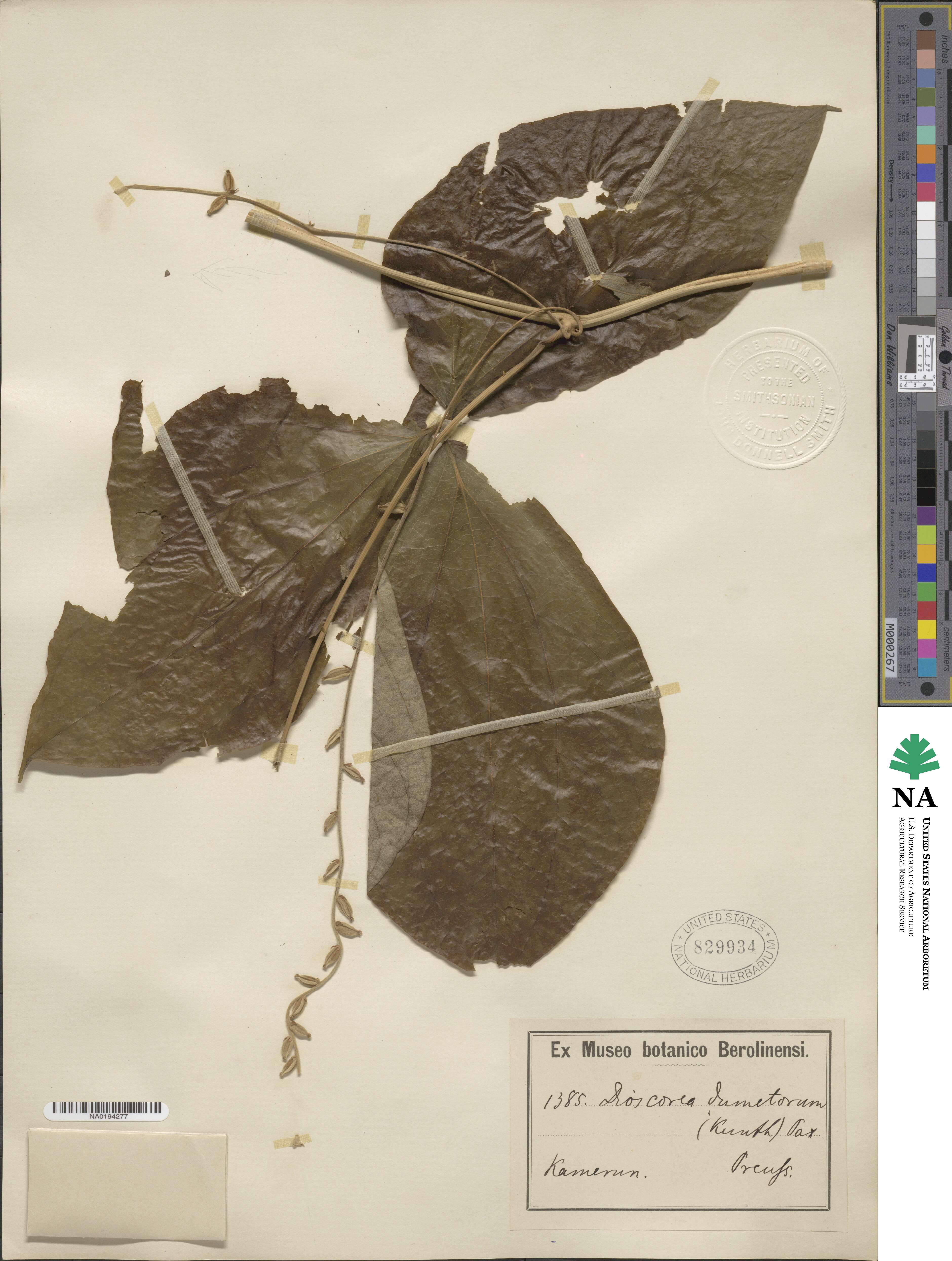 Dioscorea dumetorum image