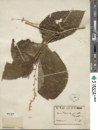 Dioscorea dumetorum image