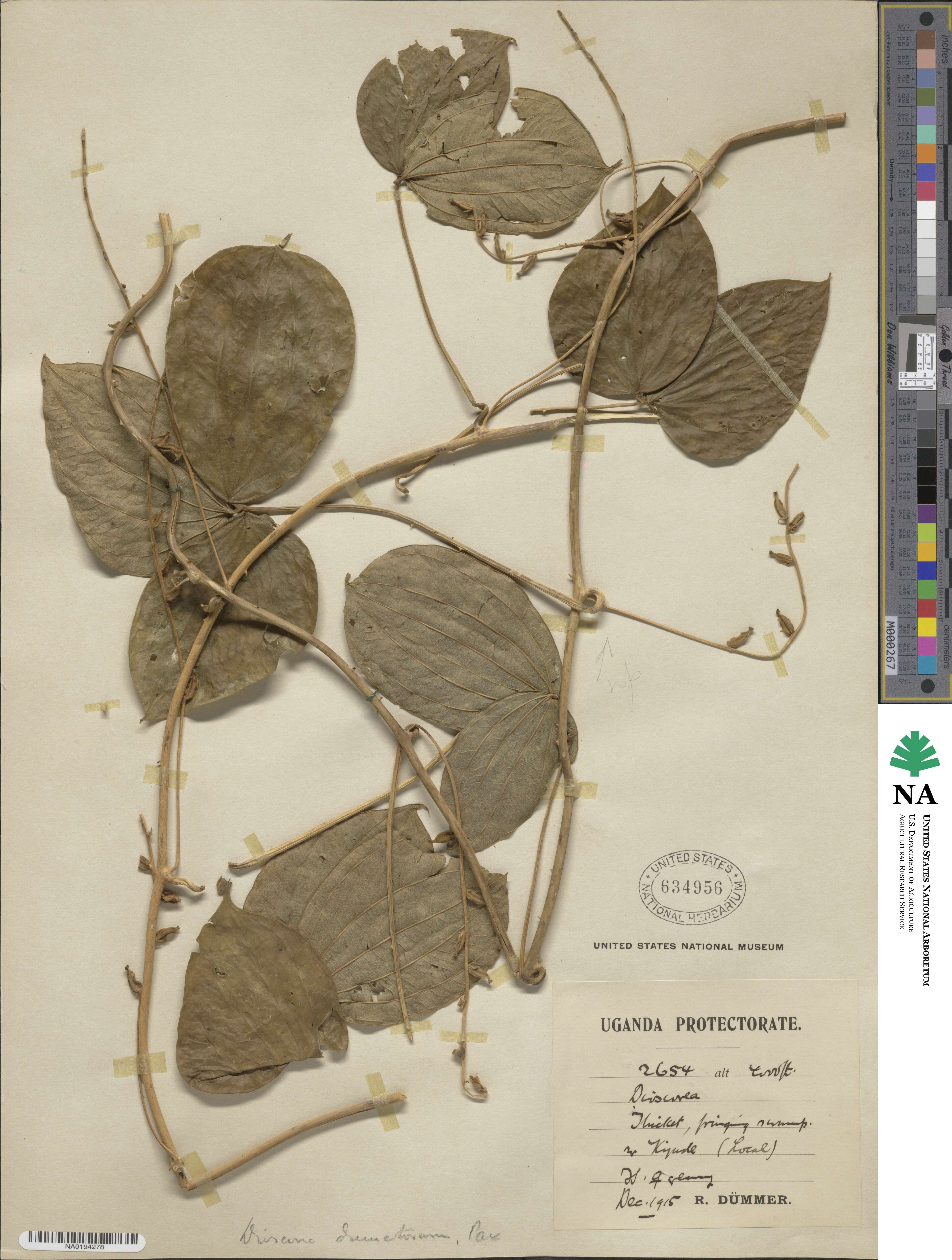 Dioscorea dumetorum image