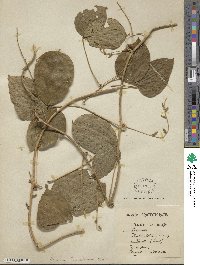 Dioscorea dumetorum image