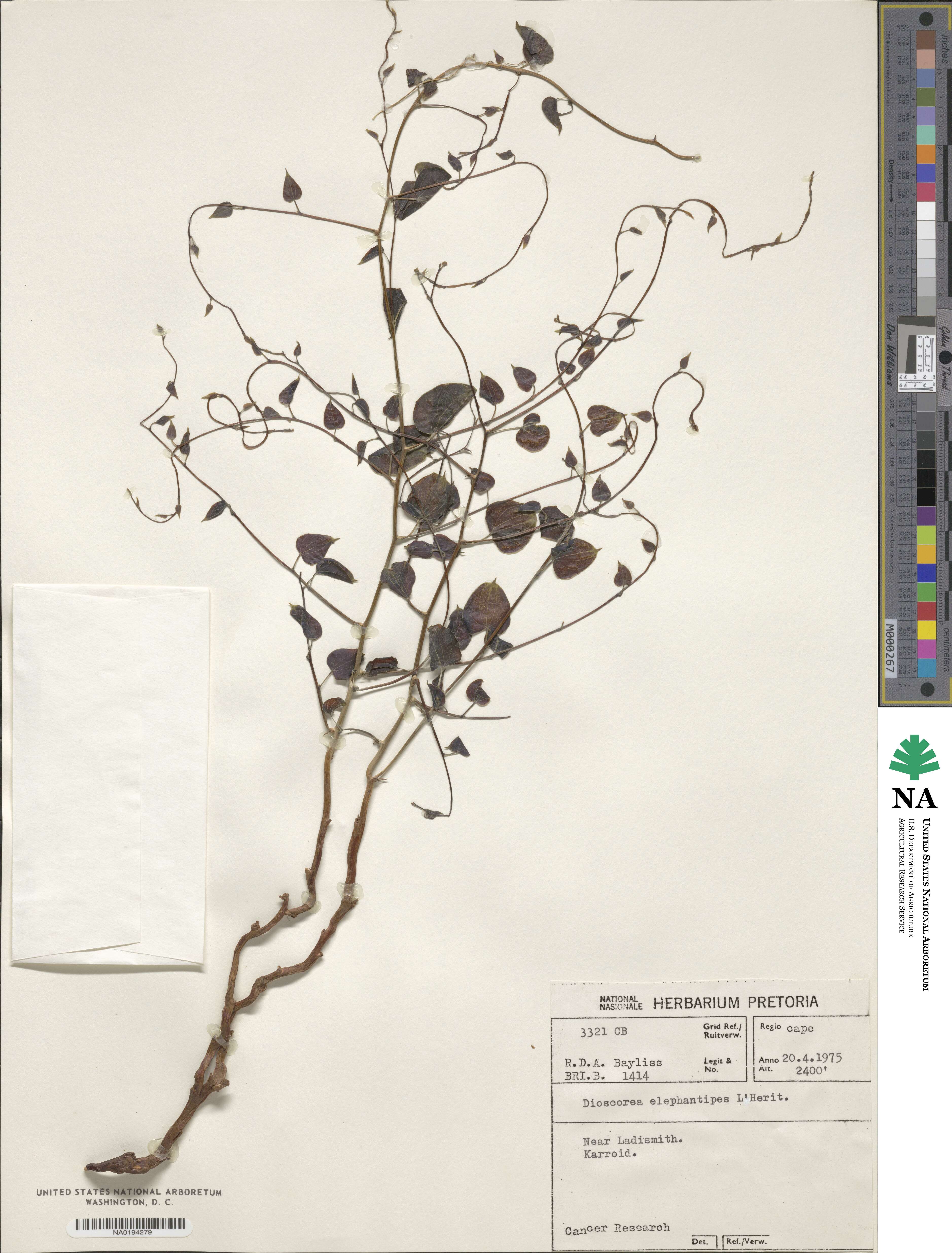 Dioscorea elephantipes image