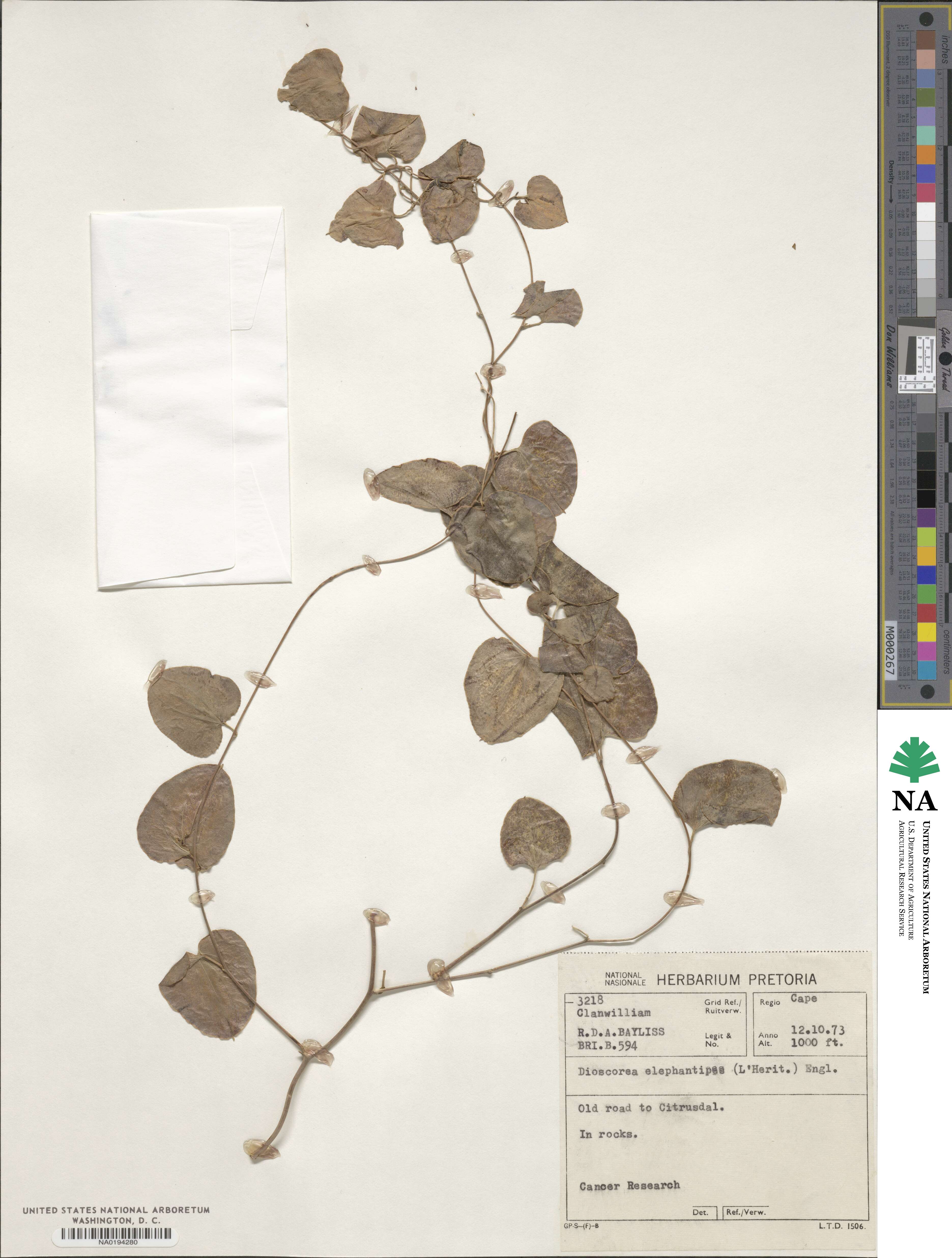 Dioscorea elephantipes image