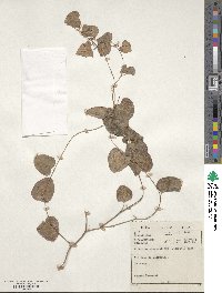 Dioscorea elephantipes image