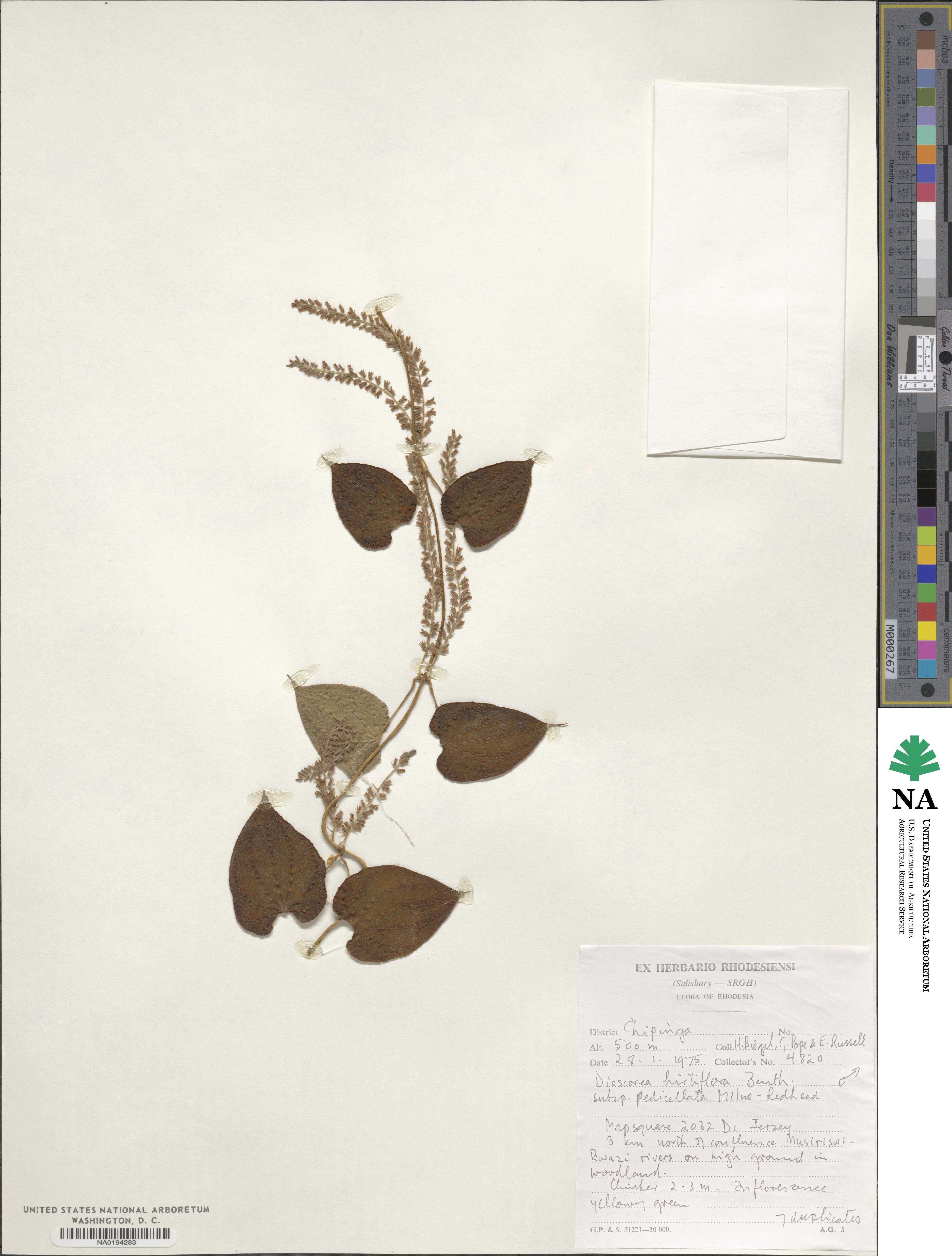 Dioscorea image