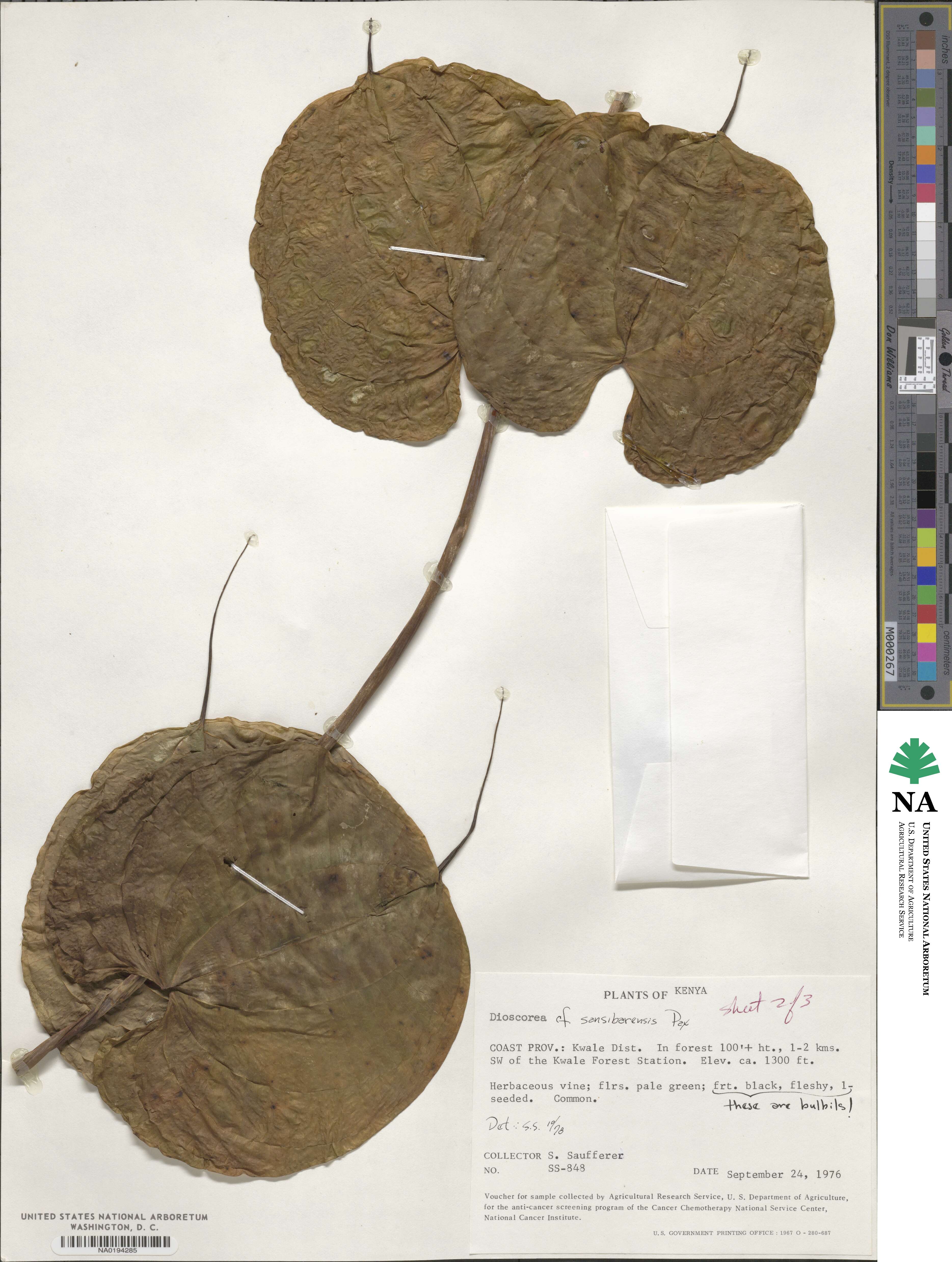 Dioscorea sansibarensis image