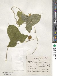 Dioscorea sansibarensis image