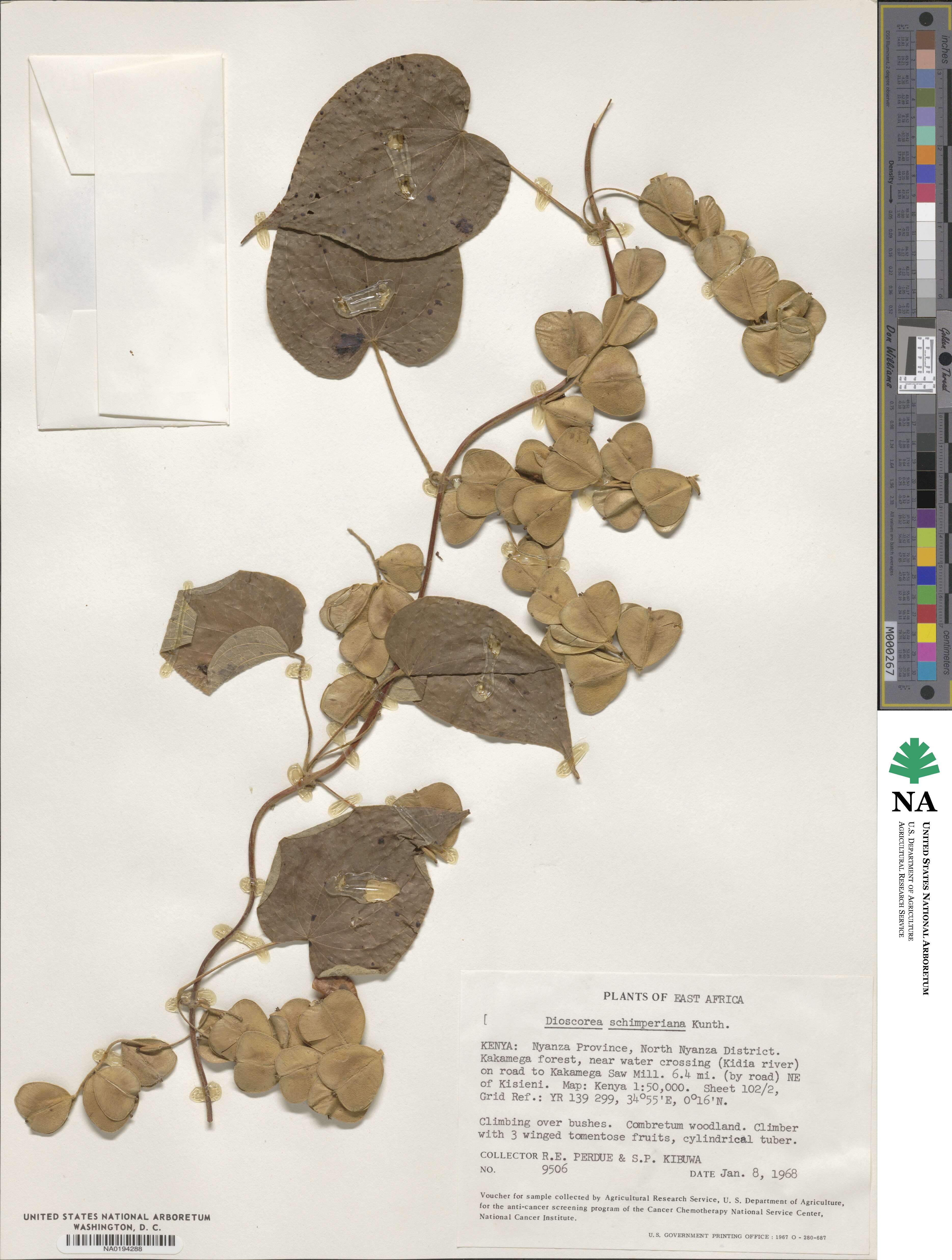 Dioscorea schimperiana image