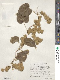 Dioscorea schimperiana image