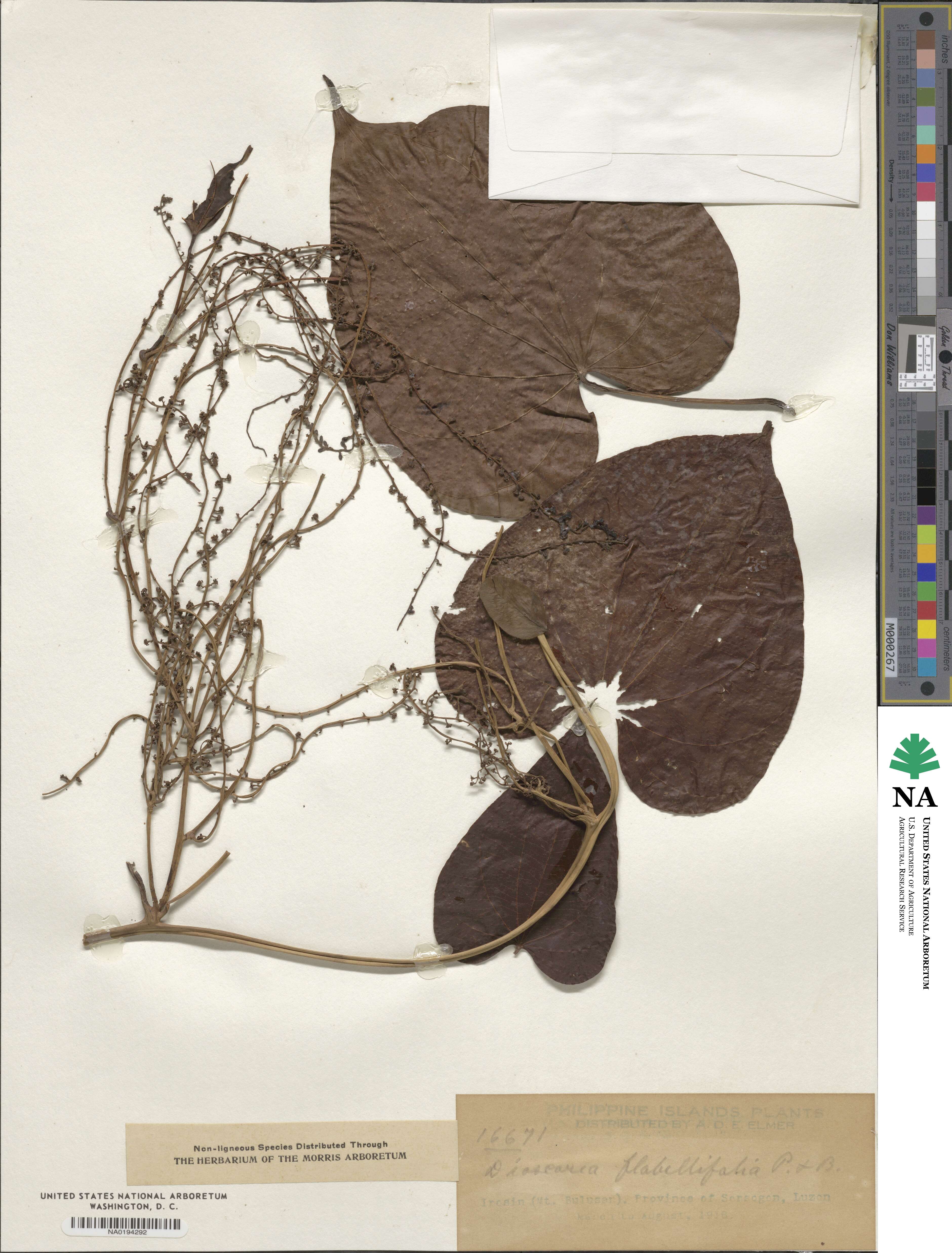 Dioscorea flabellifolia image