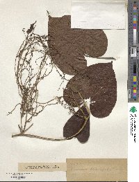 Image of Dioscorea flabellifolia