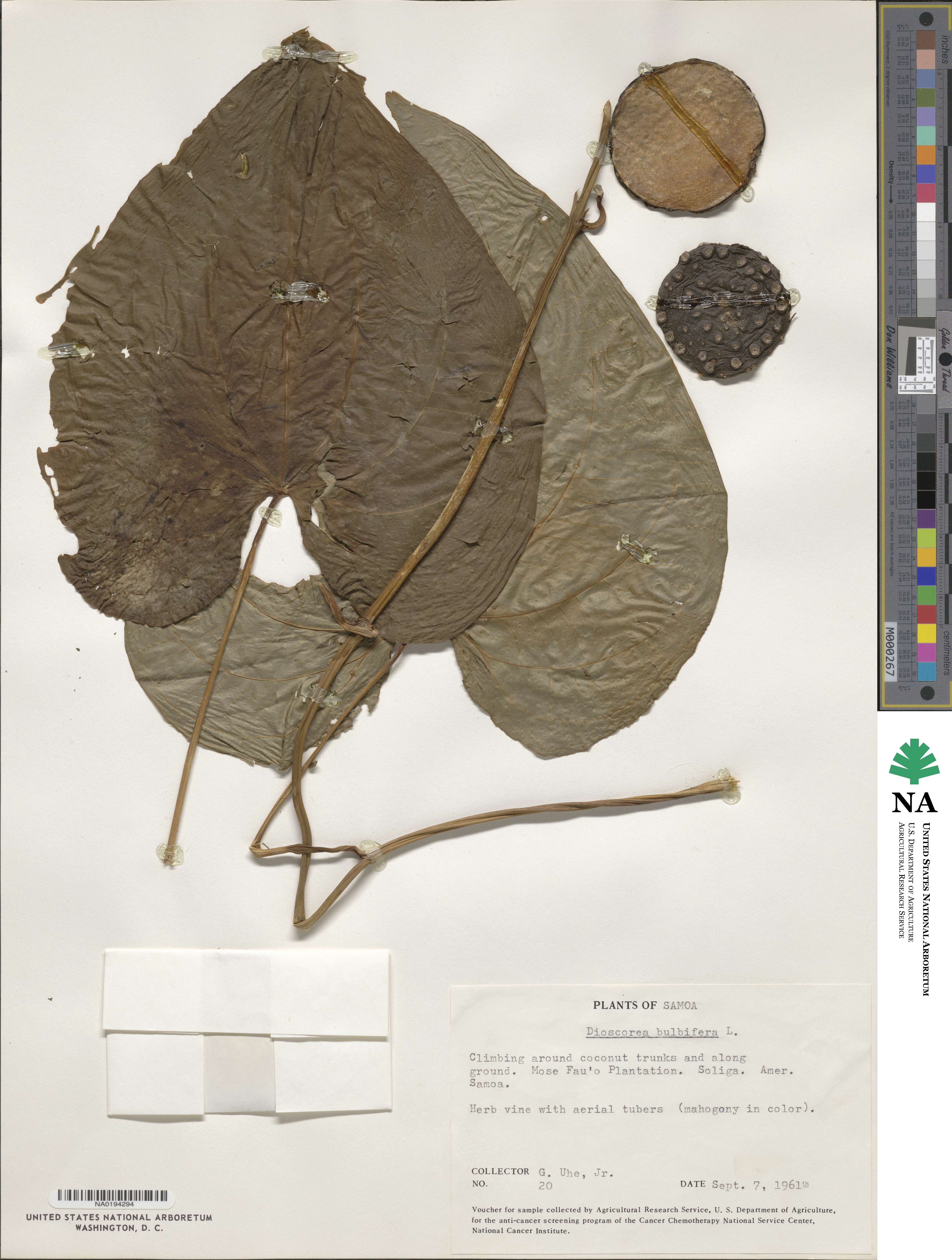 Dioscorea bulbifera image