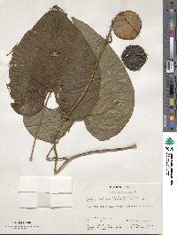 Dioscorea bulbifera image