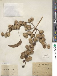 Dioscorea alata image