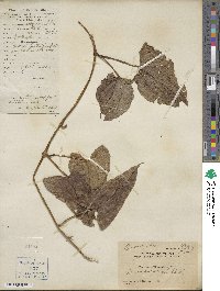 Dioscorea alata image