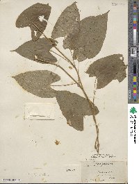 Dioscorea alata image