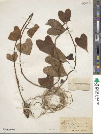 Dioscorea alata image