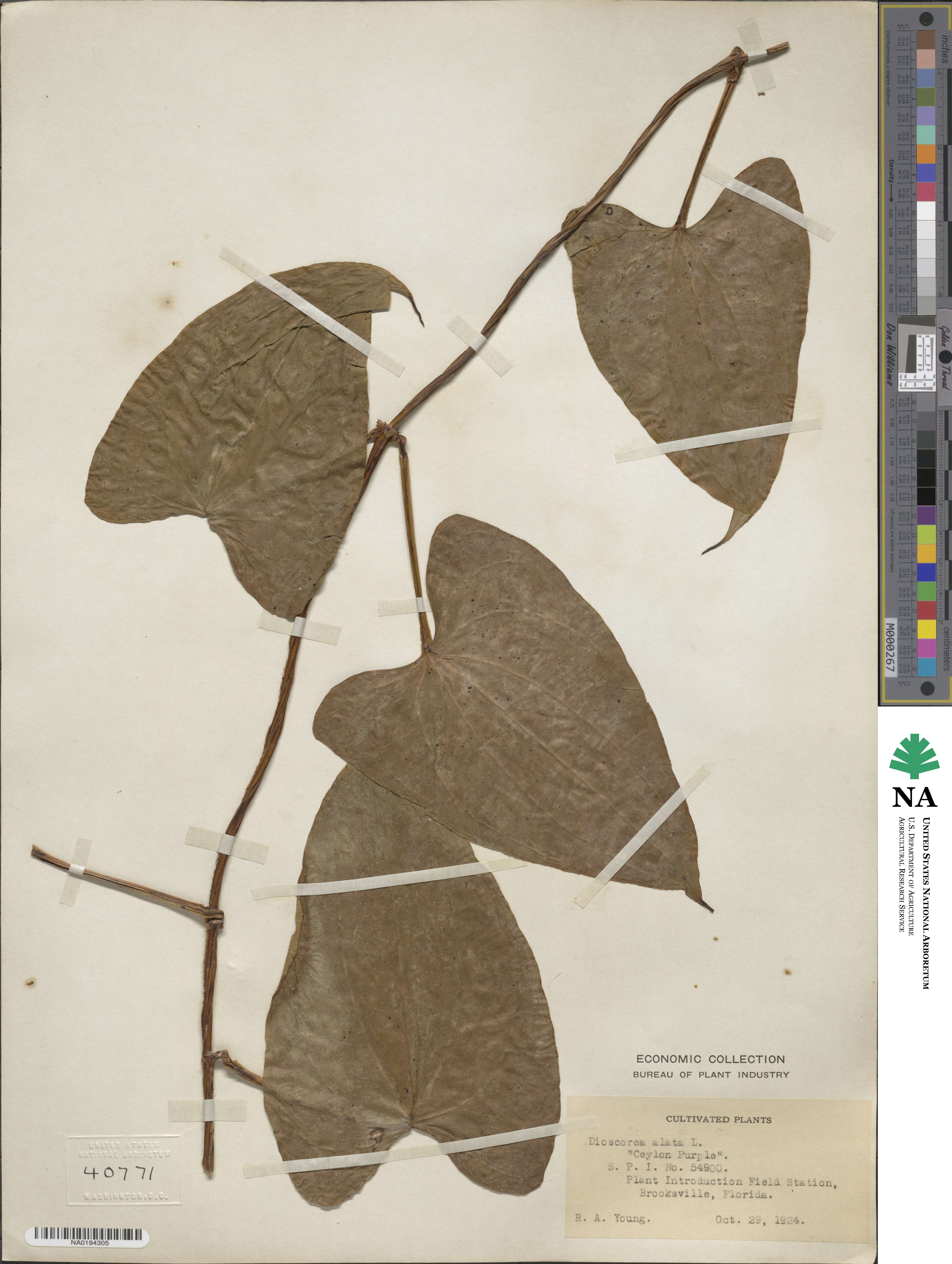 Dioscorea alata image