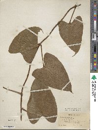 Dioscorea alata image