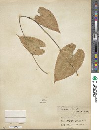 Dioscorea alata image