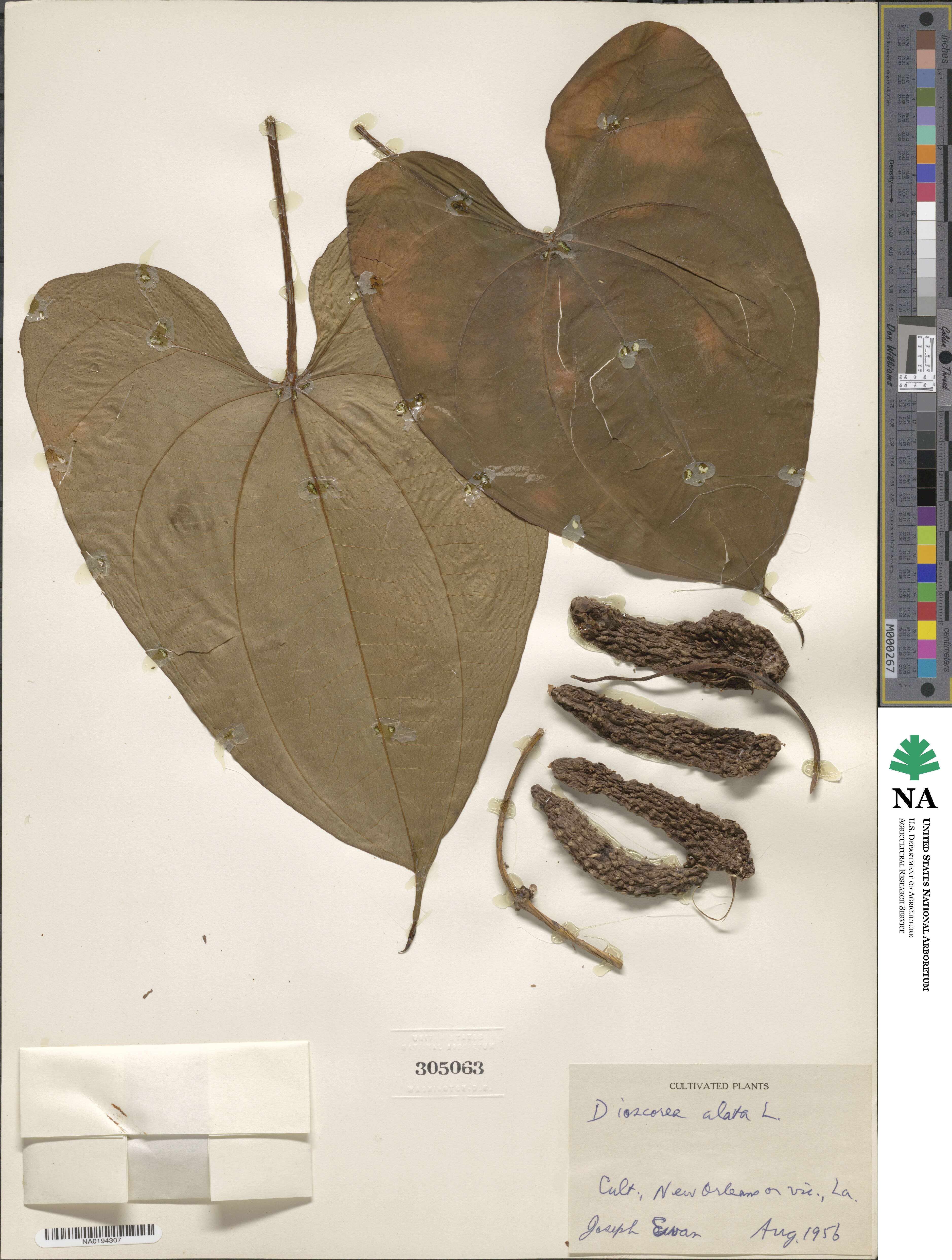 Dioscorea alata image