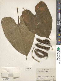 Dioscorea alata image