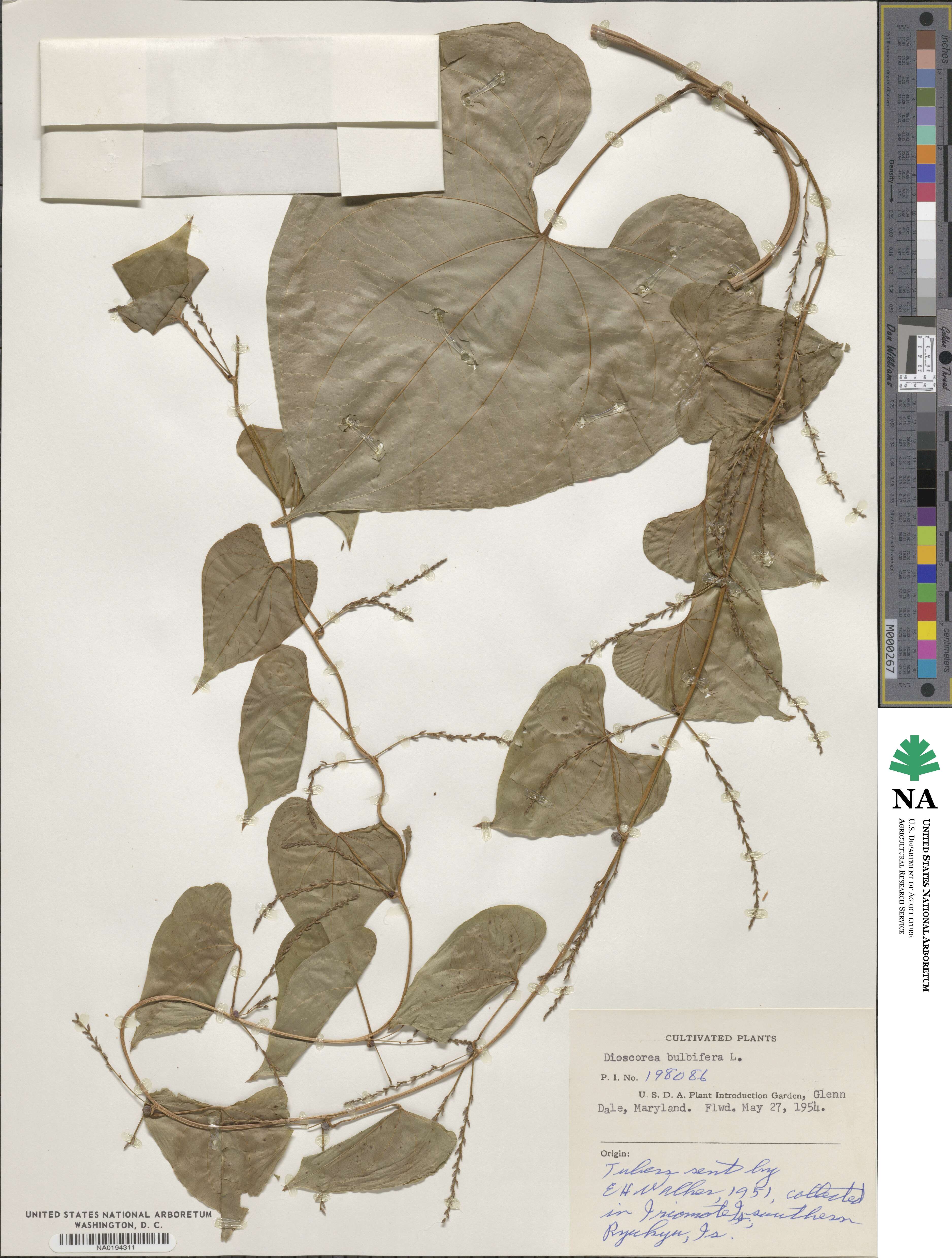 Dioscorea polystachya image