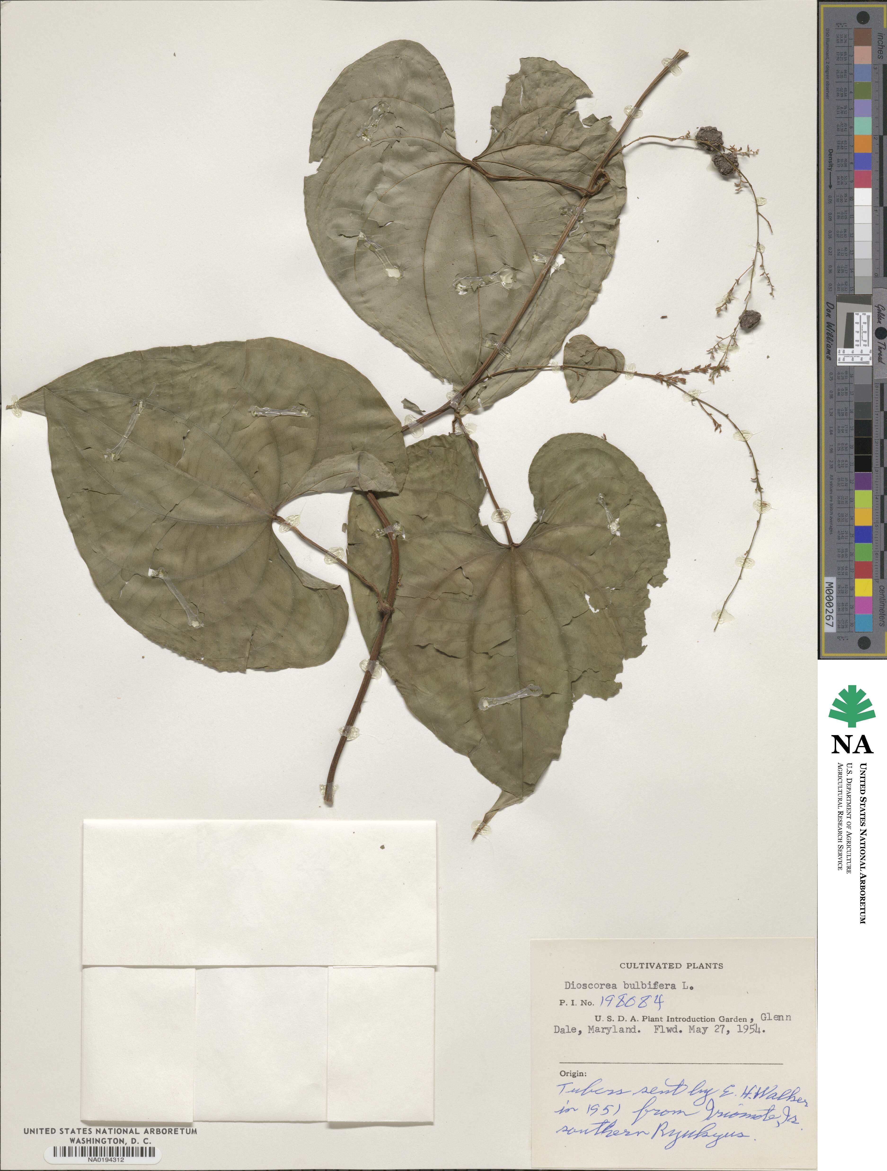 Dioscorea polystachya image