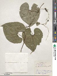 Dioscorea polystachya image