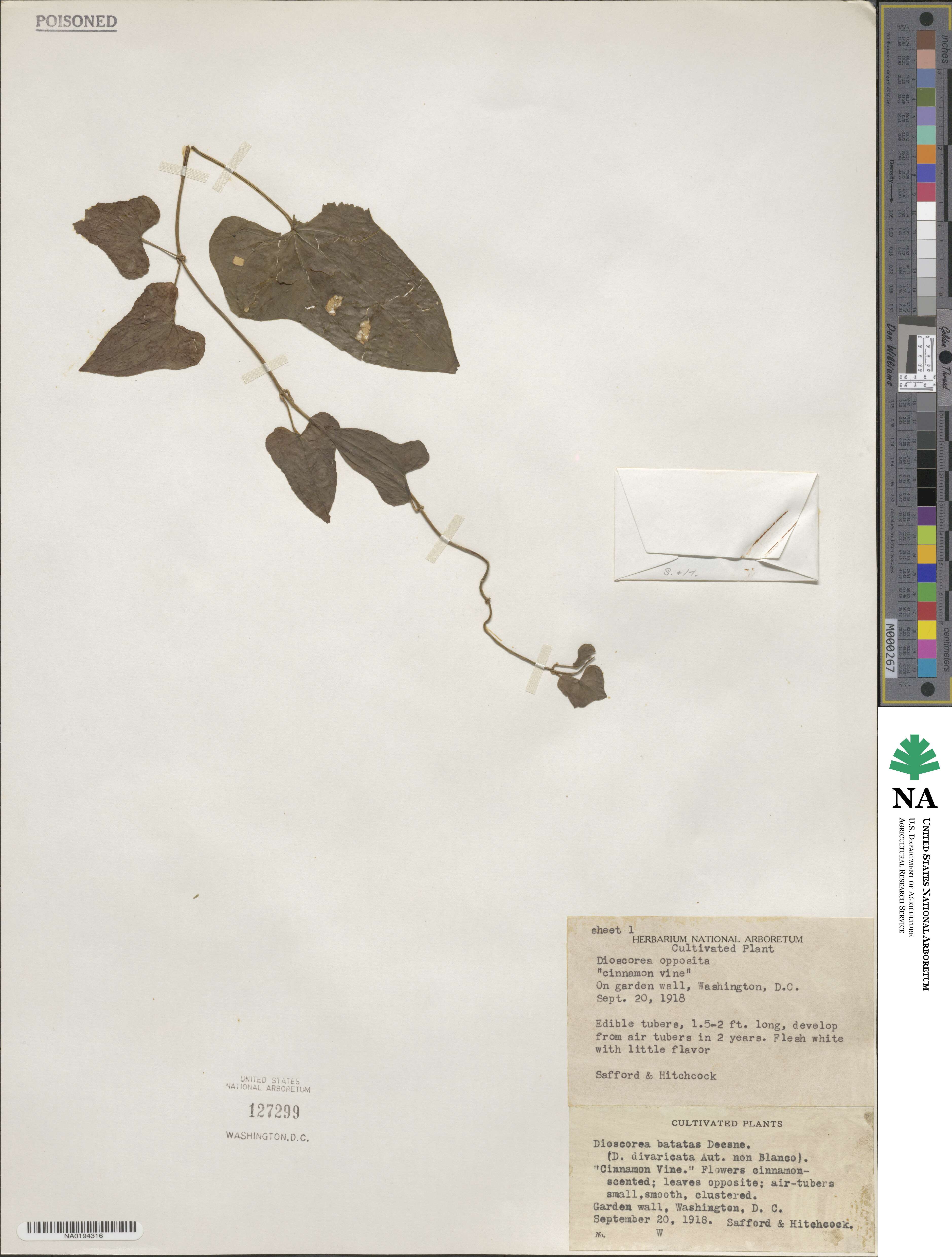 Dioscorea polystachya image
