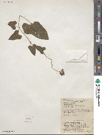 Dioscorea polystachya image