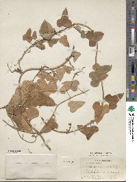 Dioscorea polystachya image