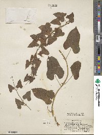 Dioscorea polystachya image