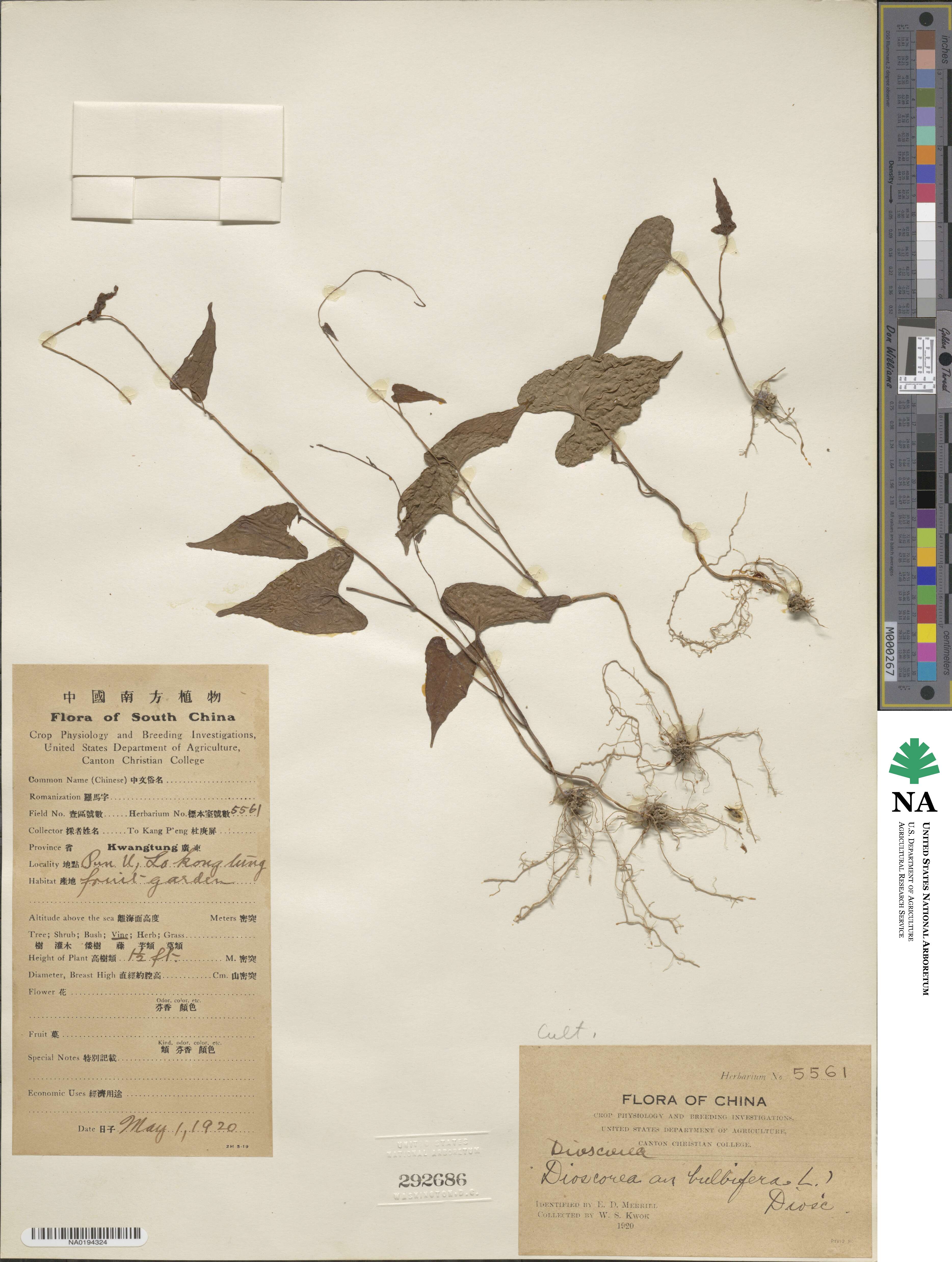 Dioscorea bulbifera image