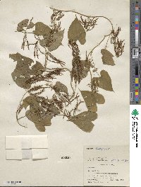 Dioscorea bulbifera image