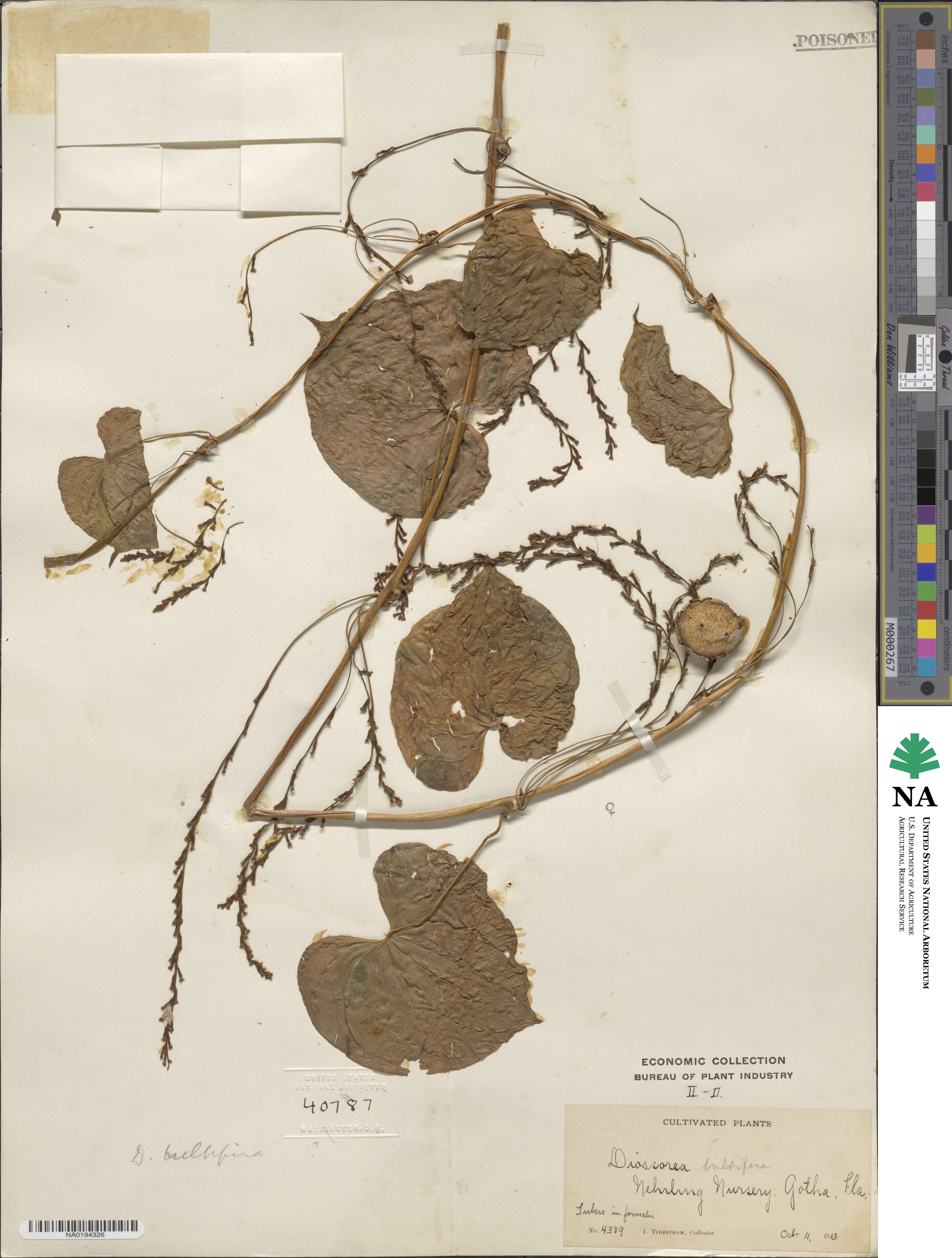 Dioscorea bulbifera image