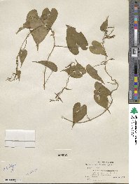 Dioscorea bulbifera image