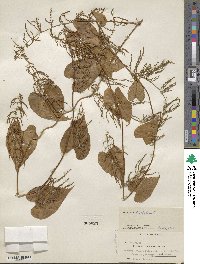 Dioscorea bulbifera image