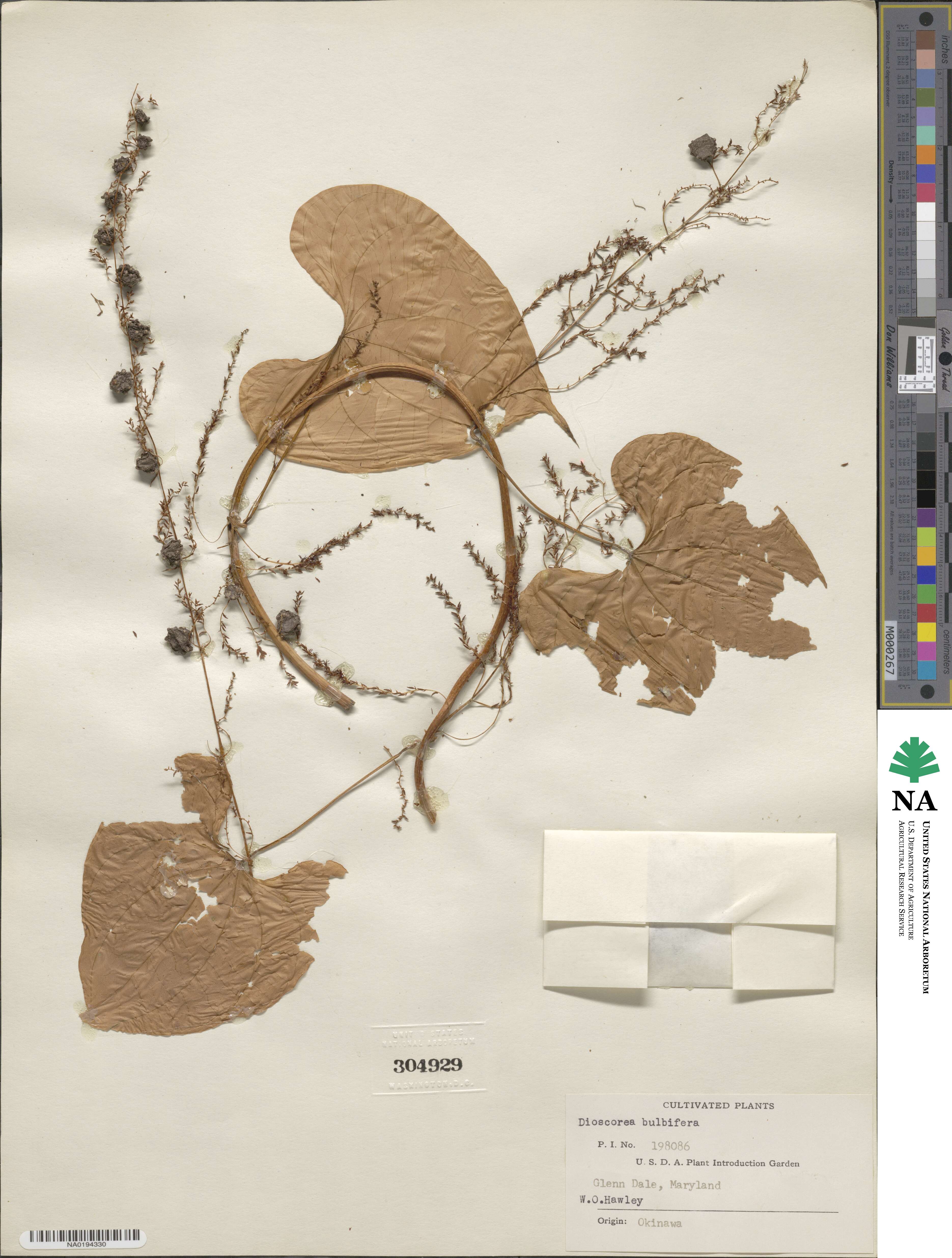 Dioscorea bulbifera image