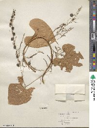 Dioscorea bulbifera image