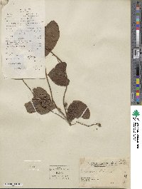 Dioscorea bulbifera image