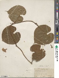 Dioscorea bulbifera image