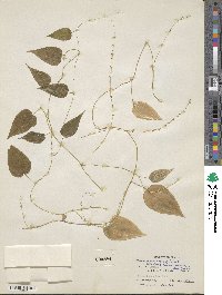 Dioscorea campestris image