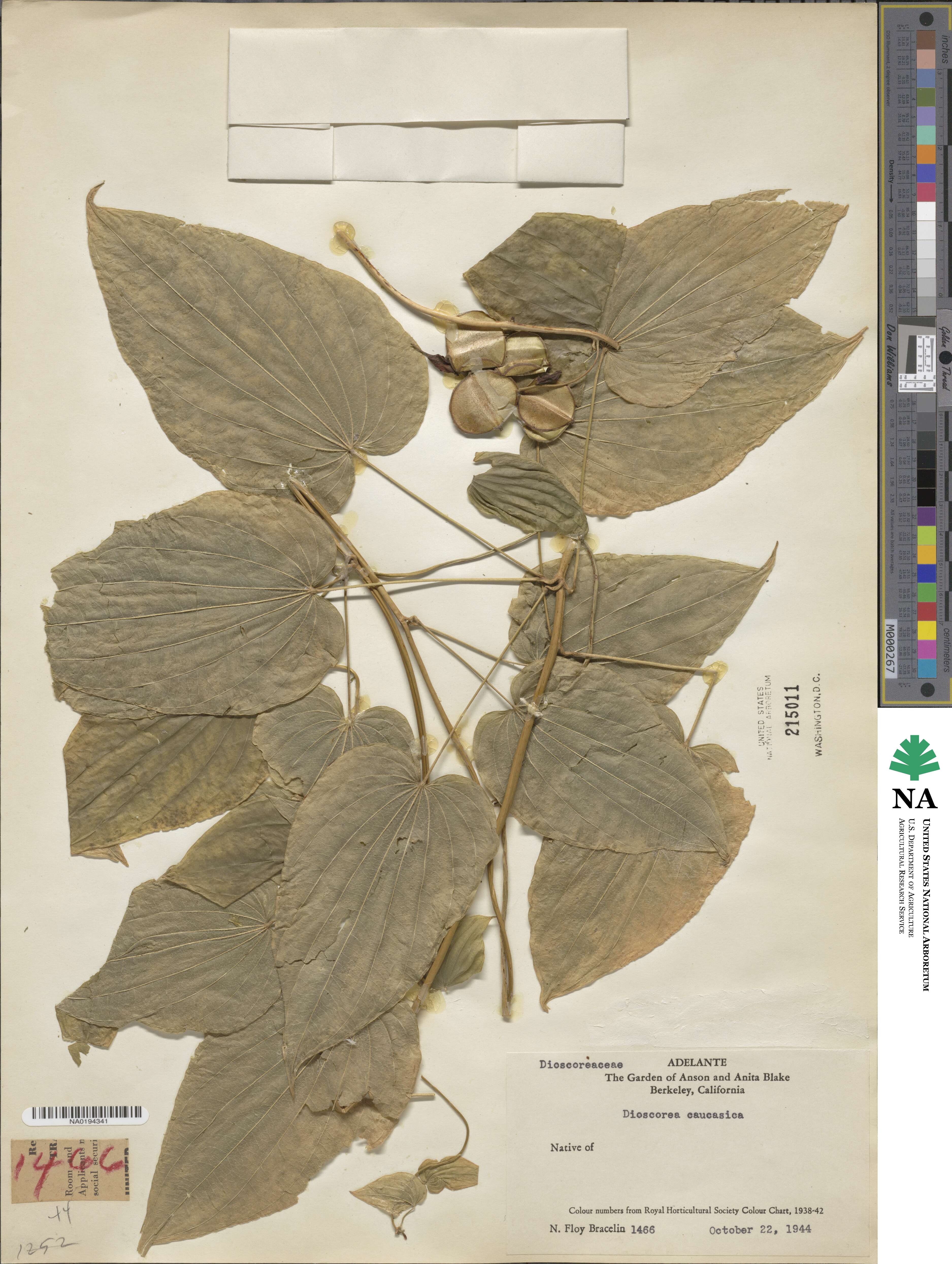 Dioscorea caucasica image