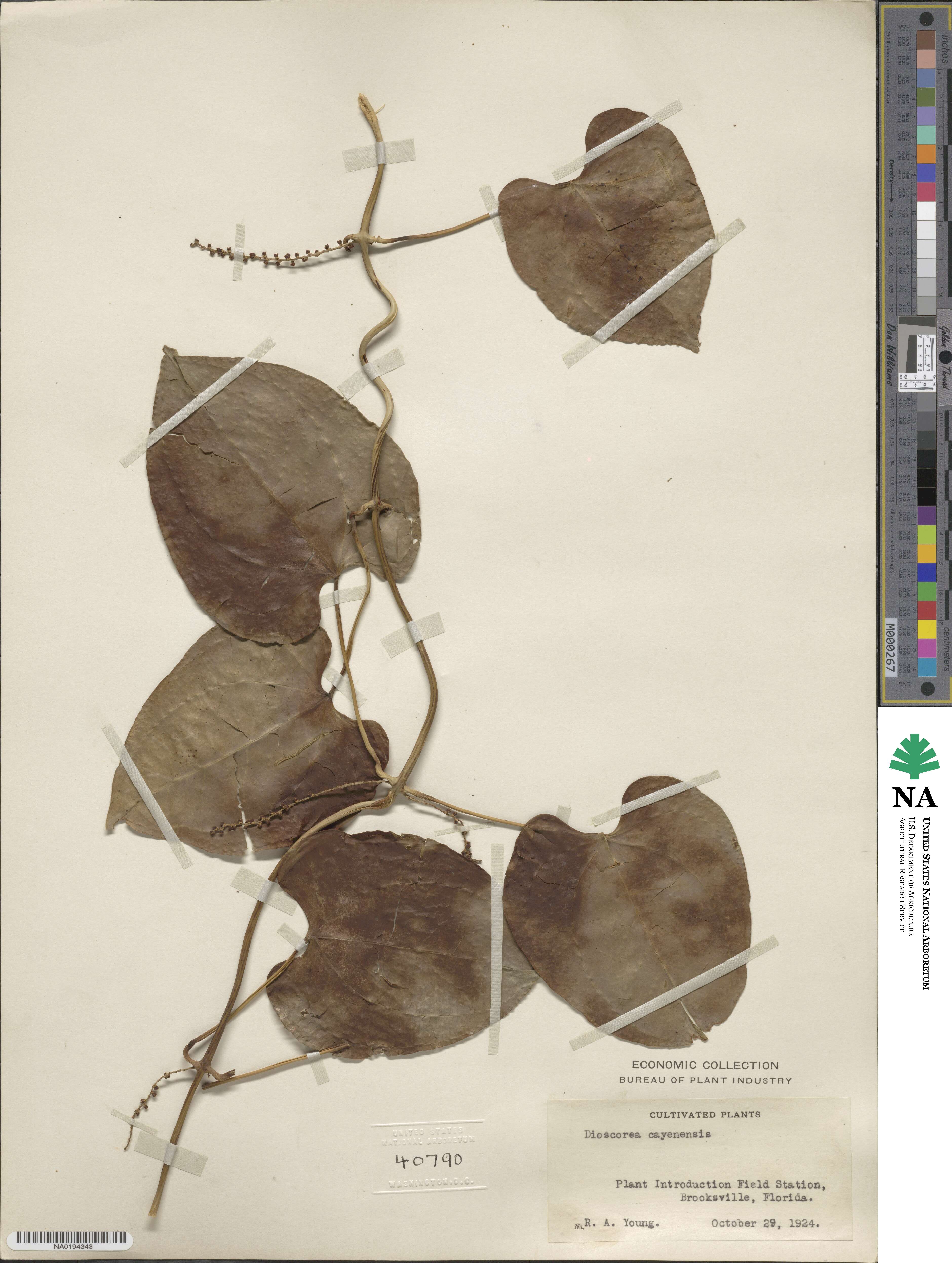 Dioscorea cayenensis image