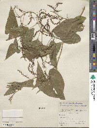 Dioscorea composita image