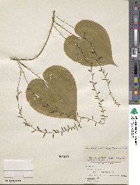 Dioscorea convolvulacea image