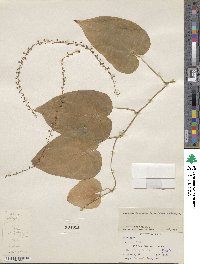 Dioscorea convolvulacea image