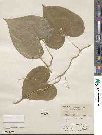 Dioscorea convolvulacea image