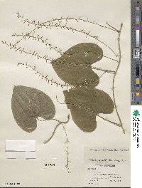 Dioscorea convolvulacea image