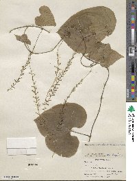 Dioscorea convolvulacea image